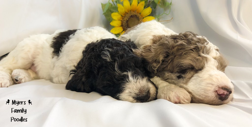 standard poodles Nebraska parti merle puppies for sale raised in home using curriculum 