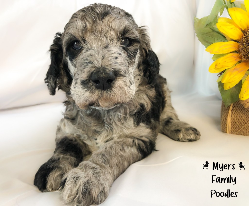 merle standard poodle puppy blue merle puppy for sale in Nebraska
merle standard poodle puppy for sale puppy raised in home for sale in Nebraska
standard poodle puppy for sale in Nebraska 